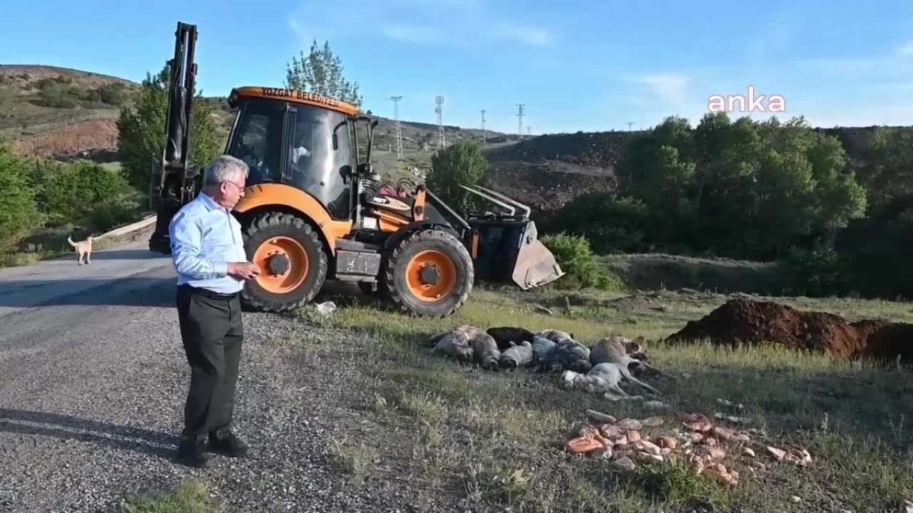 Yozgat'ta İğne ile 20'den fazla köpek öldürülmüş halde bulundu: Soruşturma Başlatıldı