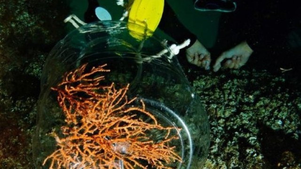 Marmara Denizi'nde Mercan Koruma Projesi: Biyoçeşitliliği Artıran Bir Adım