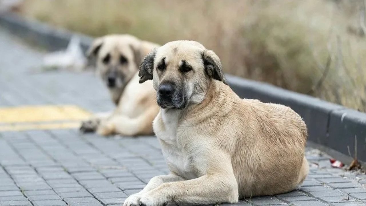 Türkiye'deki Köpekler İçin İngiltere'den Yardım: Kurtarma Projesi Başlatıldı
