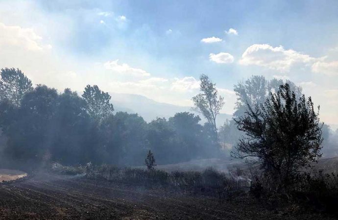 Tekirdağ ve Malatya'da orman yangını