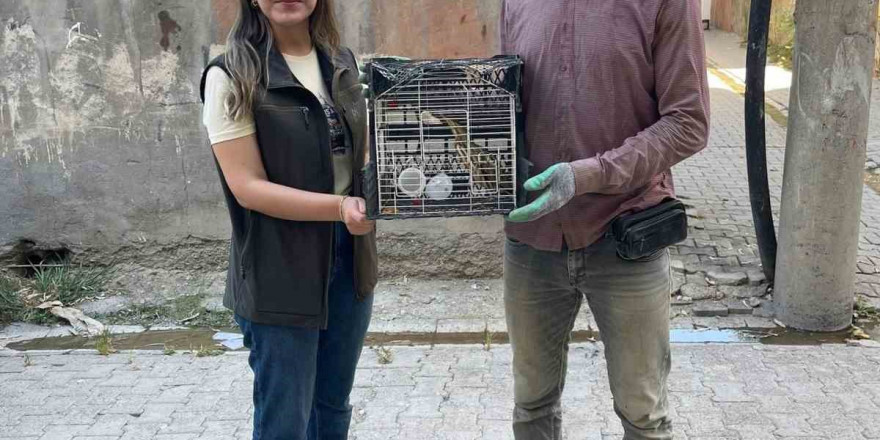 Mardin'de Dev Operasyon: 8 Evde Çok Sayıda Silah ve Mermi Ele Geçirildi, 10 Kişi Gözaltında!