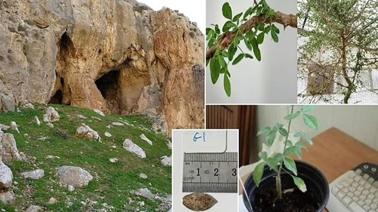 Tarihin Derinliklerinden Gelen Şifa: Sheba Bitkisi 1000 Yıllık Tohumdan Filizlendi!