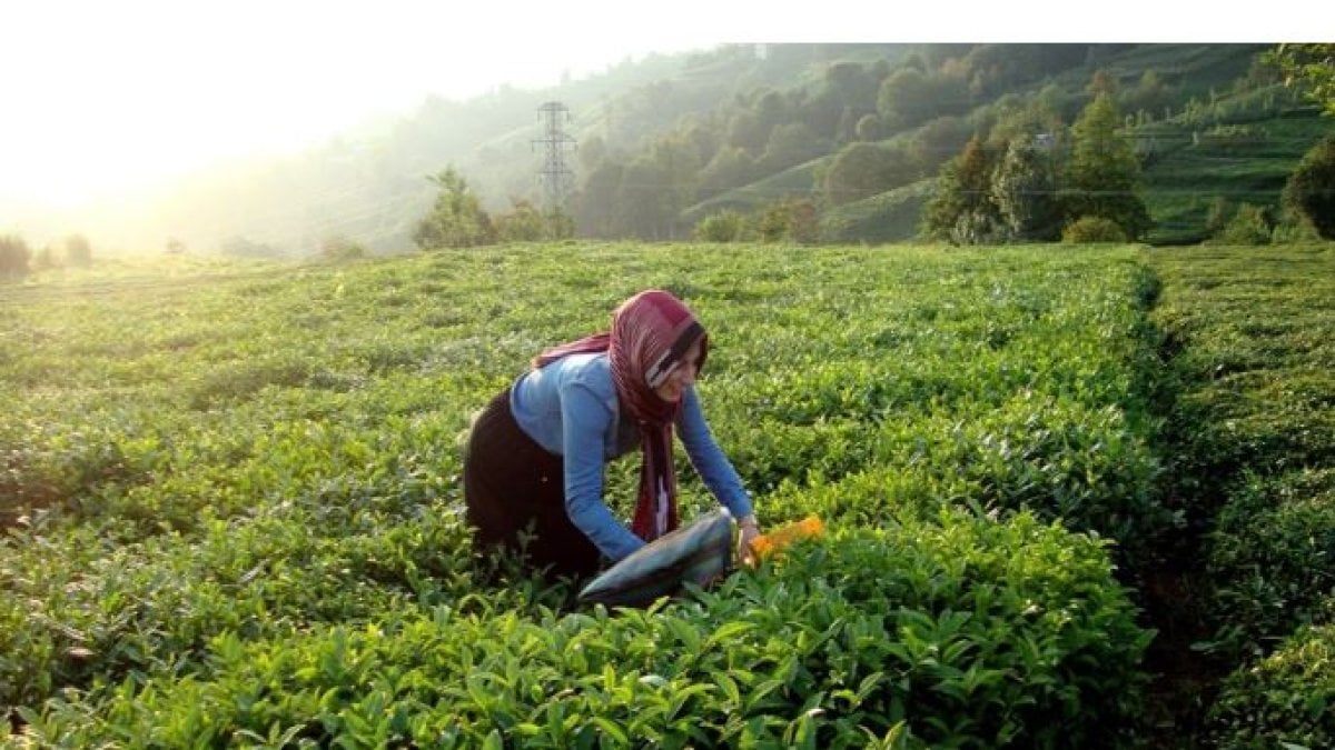 2024'te Çay Üreticilerine Fark Ödemesi: Başvuru Süreci Başladı!