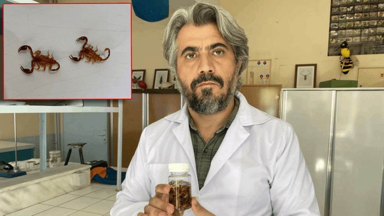 Türkiye'de Yeni Bir Akrep Türü Keşfedildi!