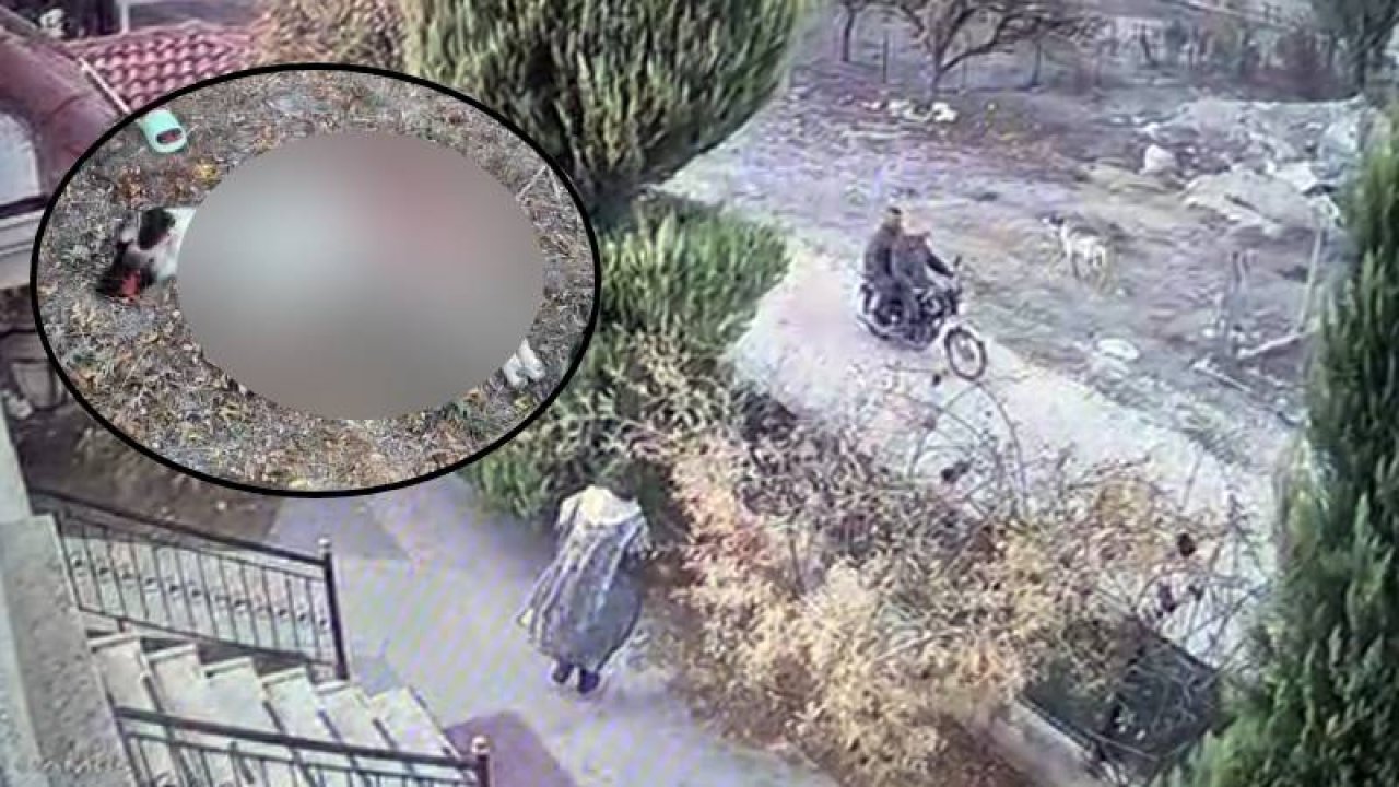 Komşusunun yavru köpeğini vurup öldürdü serbest kaldı