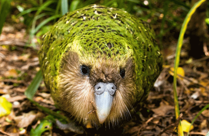 Yavru kakapo ile dünyada ilk gerçekleştirildi!