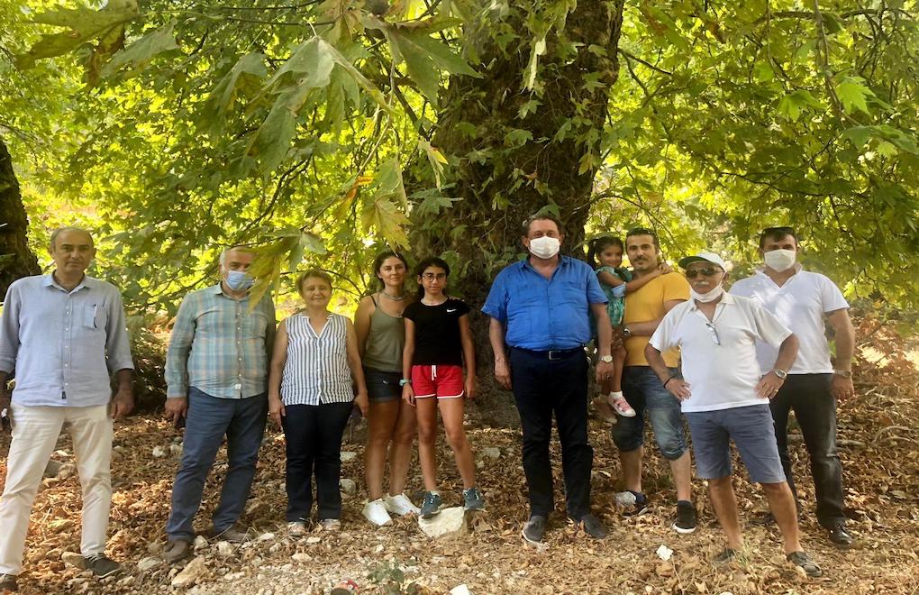 Antalya'da yol genişletmek için 200 yaşındaki çınarları kesecekler!