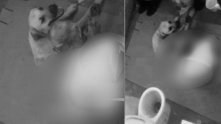 Antalya'da iğrenç olay: ayaklarını hortumla bağladığı köpeğe tecavüz etti!