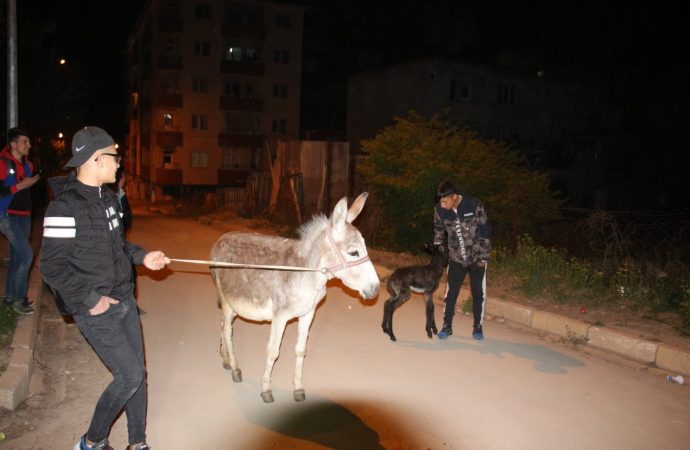 Sahipsiz eşek doğurdu, çocuklar yardımcı oldu