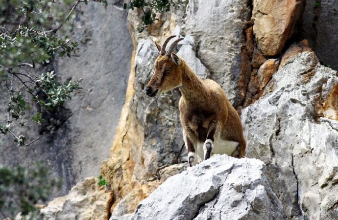Hayvan katliamının kotası belirlendi: Yaban hayvanları para karşılığı öldürülecek