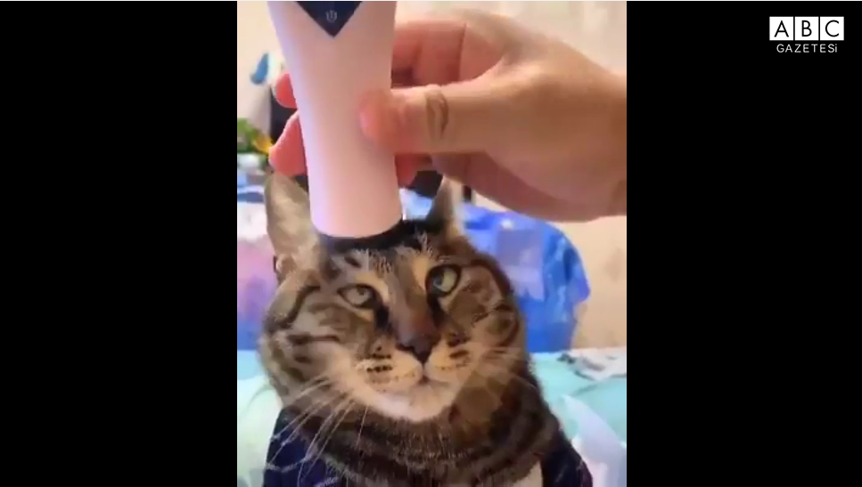 Masajcı kedi sosyal medyada gündem oldu