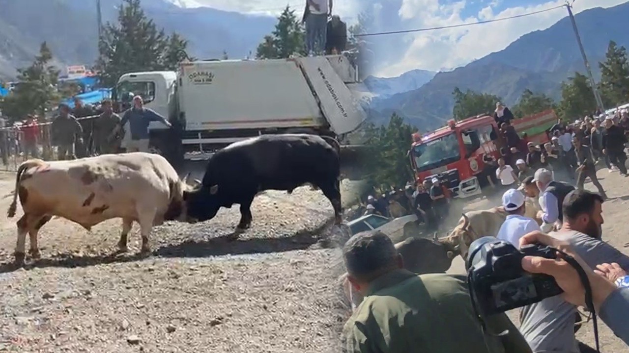 Artvin'de boğa güreşlerinde panik anları: Boğalar arena dışına taşarak sokağa çıktı