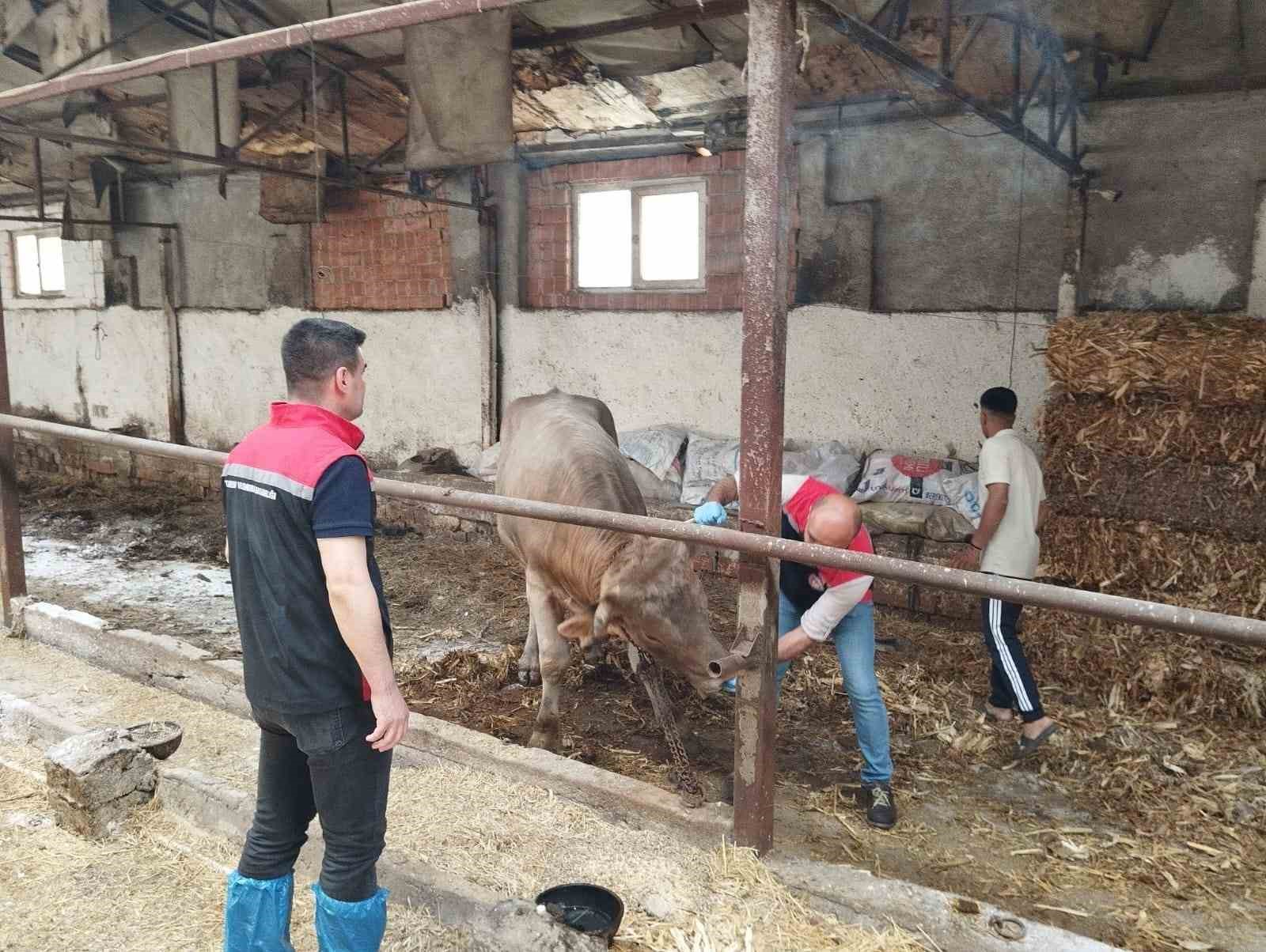 şap paniği Çorum'u vurdu: hayvan pazarları kapatıldı!