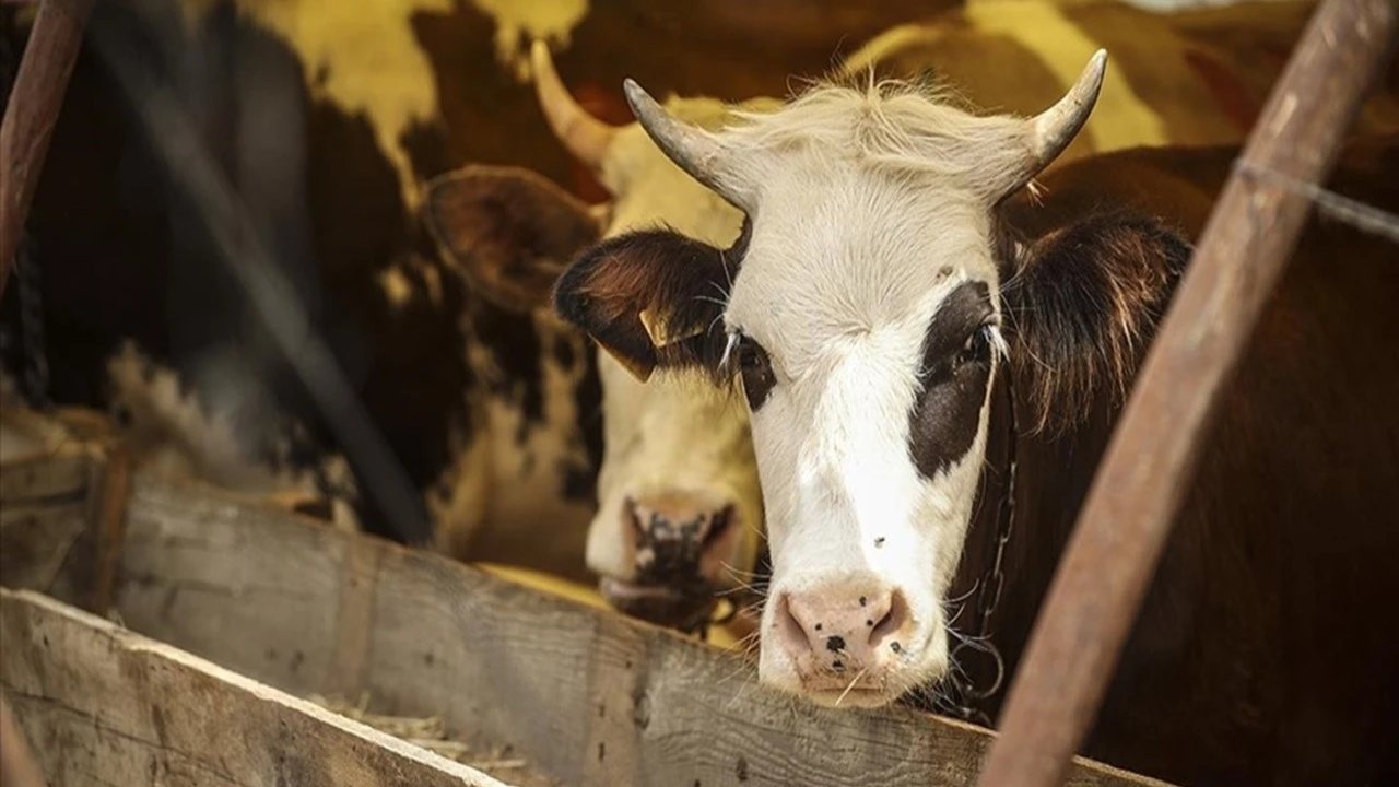 Kurban Bayramı Tatili 9 Gün Olacak Mı?