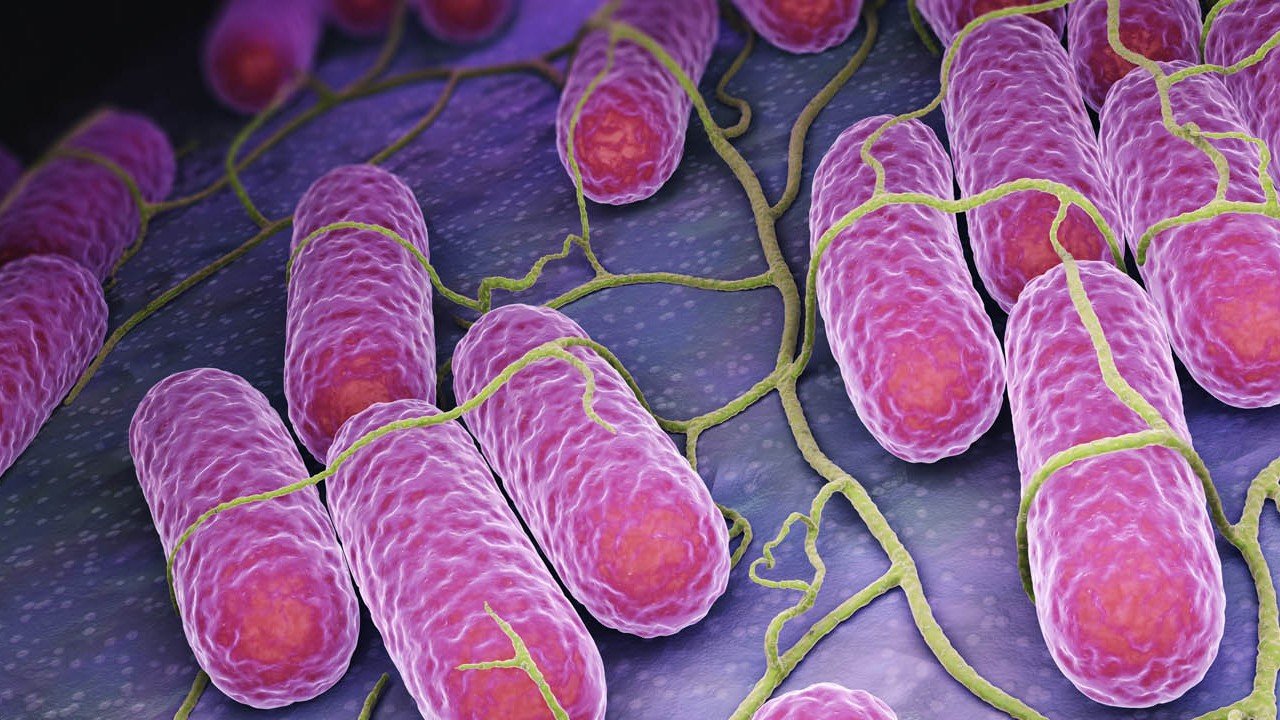 Kumpir Skandalından Sonra Yeni Tehlike! Bir Gıdadan Daha Salmonella Tespit Edildi