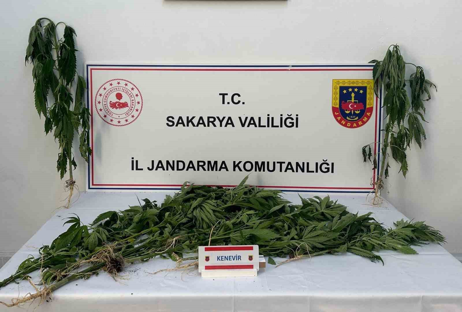 Kenevir tarlasına baskın: Jandarma suçüstü yakaladı