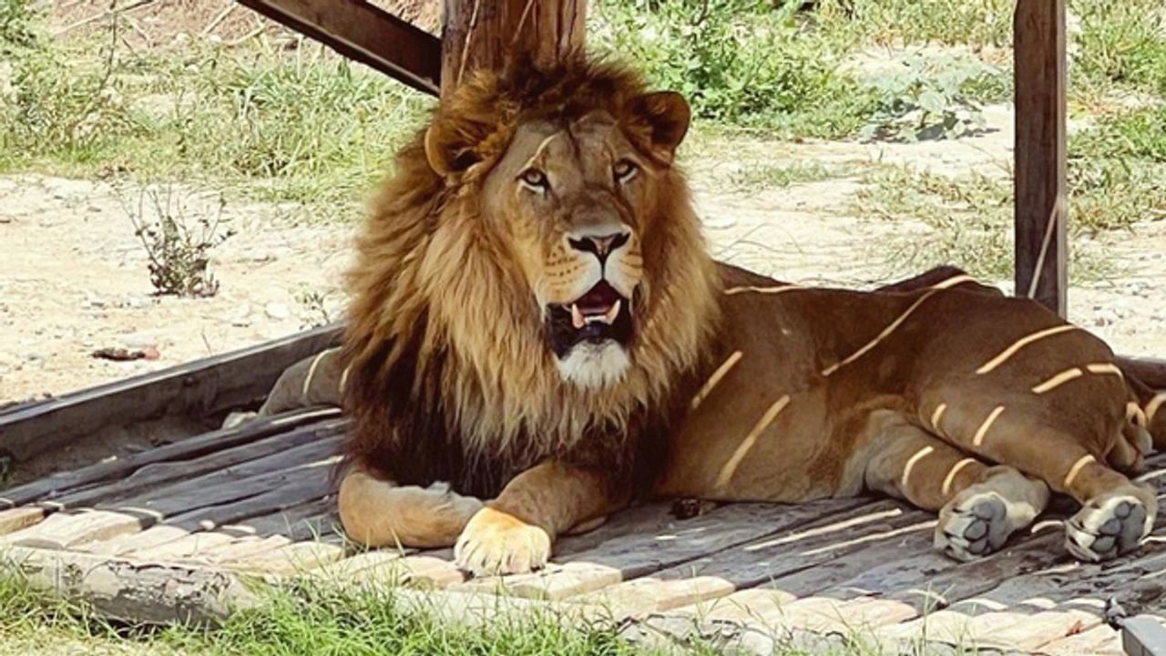 Antalya’da kaçan aslan dehşet saçtı: Vurularak öldürüldü!