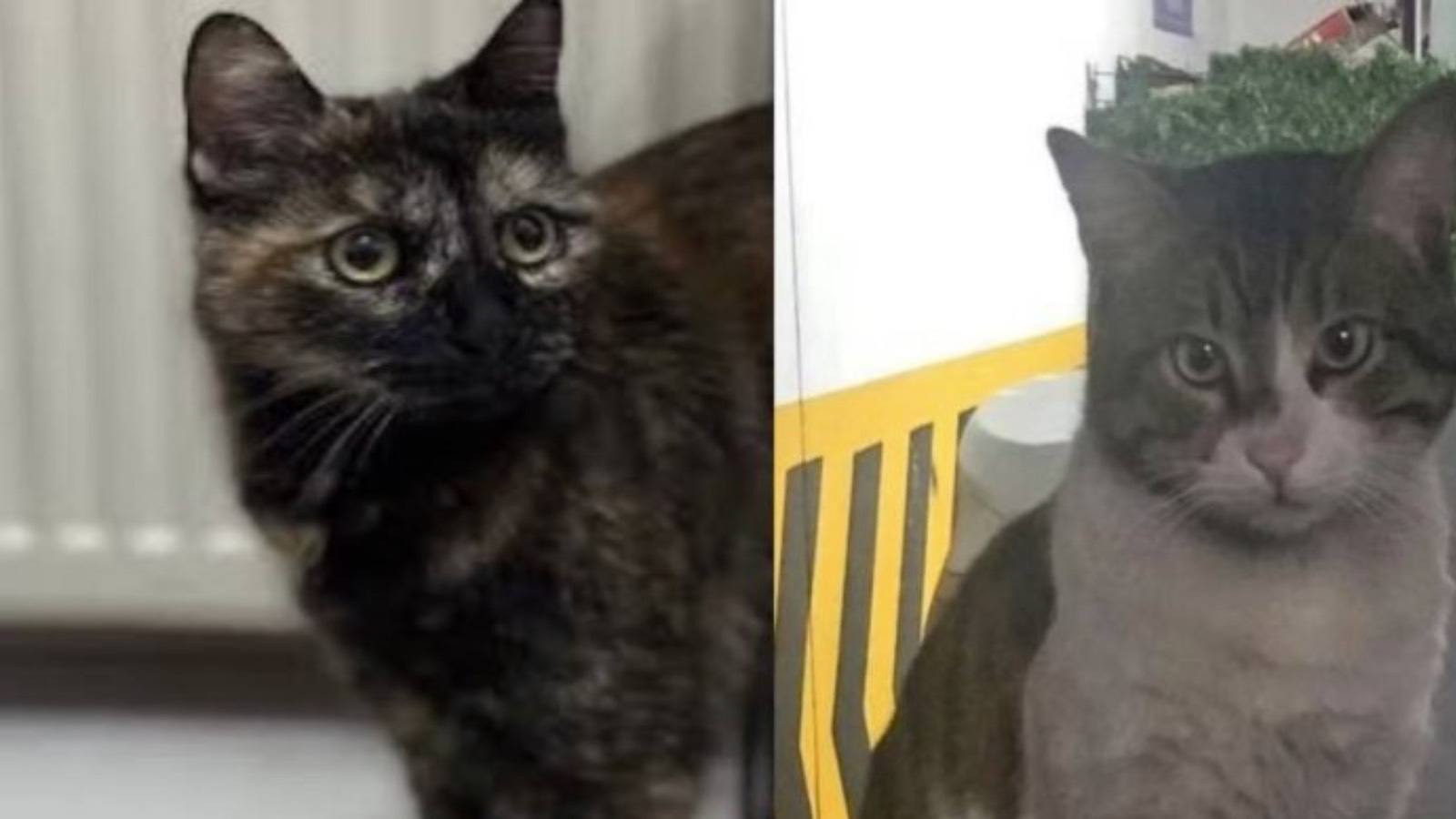İşkenceyle öldürülen kedi Cezve’nin davasında kritik gelişme