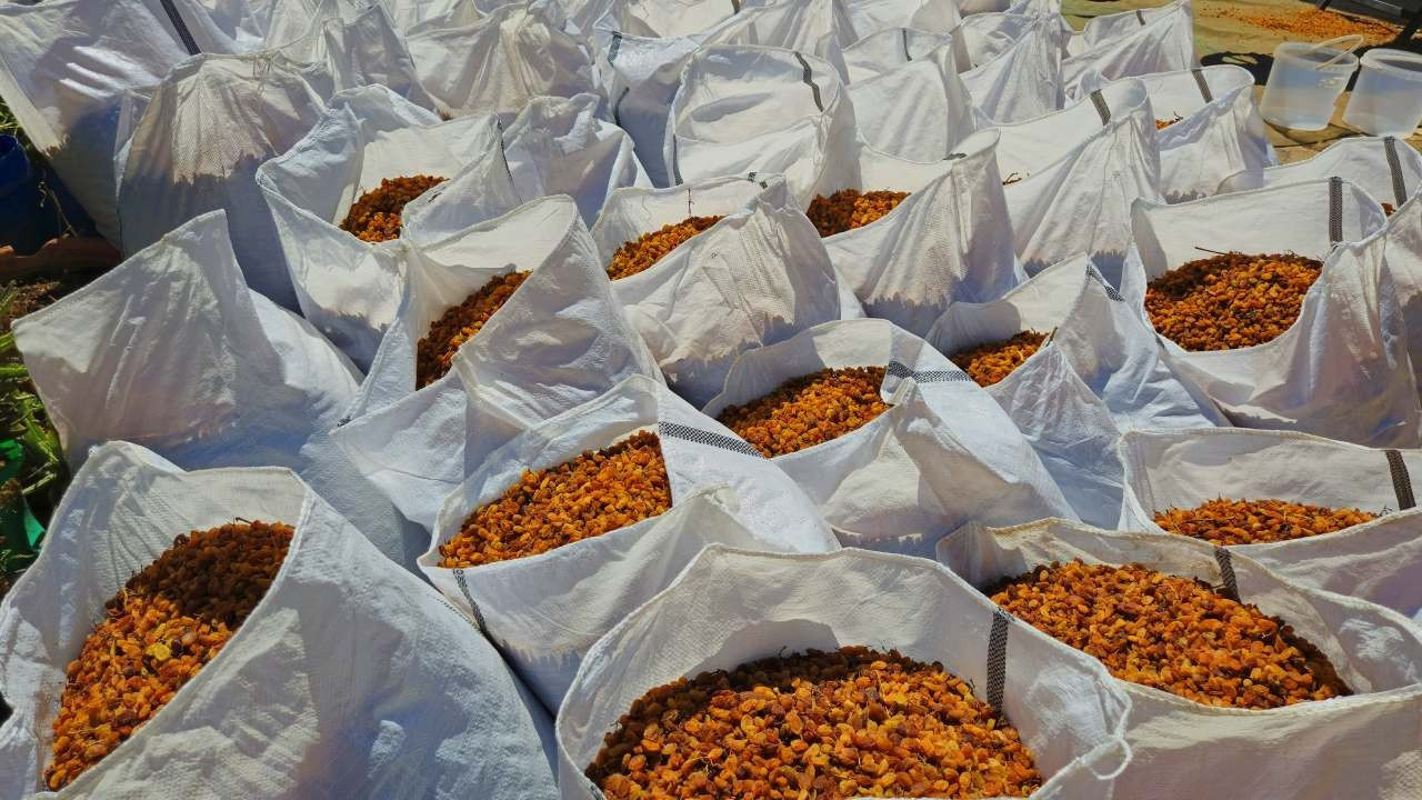 Türkiye, Kuru Üzüm İhracatında Rekor Kırdı: 546,5 Milyon Dolarlık Gelir Elde Edildi