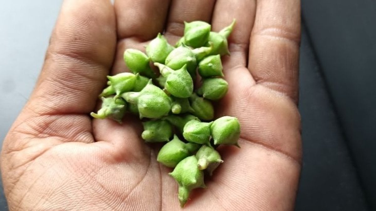 Çoban Çökerten (Tribulus Terrestris) Nedir ve Faydaları Nelerdir?