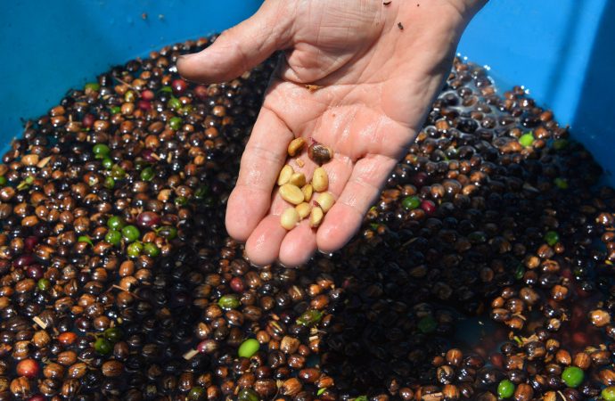 Canan Karatay, kalp dostu besinleri açıkladı