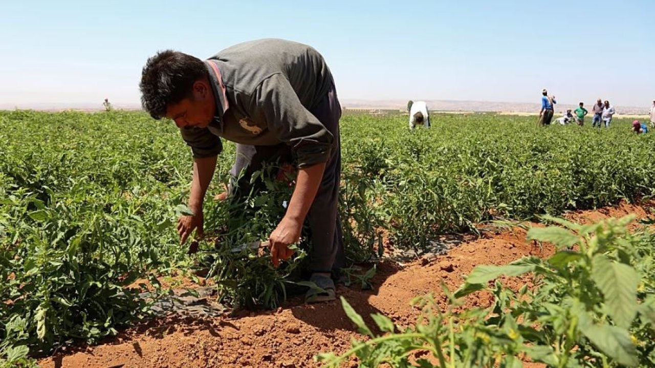 Komşu ülke 5 bin tarım işçisi arıyor: Avrupa'da iş gücü krizi derinleşiyor