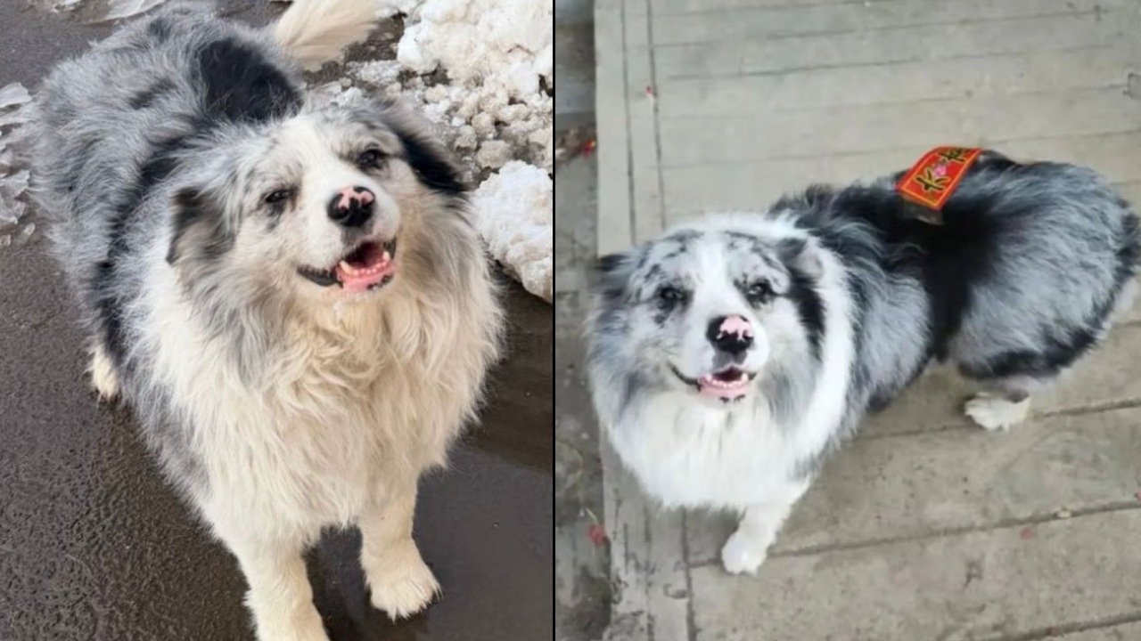Çin’de büyük infial! Milyonların takip ettiği köpek kaçırılıp vahşice öldürüldü!