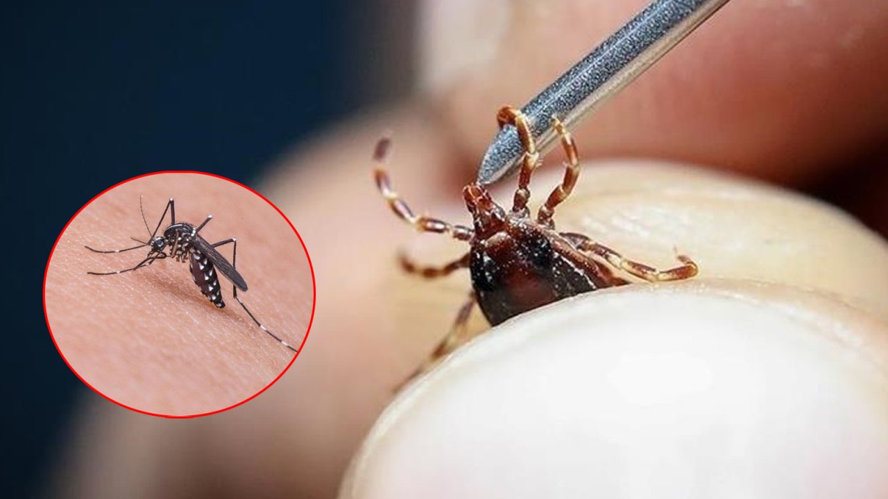 Uzmanlardan Sivrisinek ve Kene Uyarısı: Sağlık Riskleri Kapıya Dayandı!