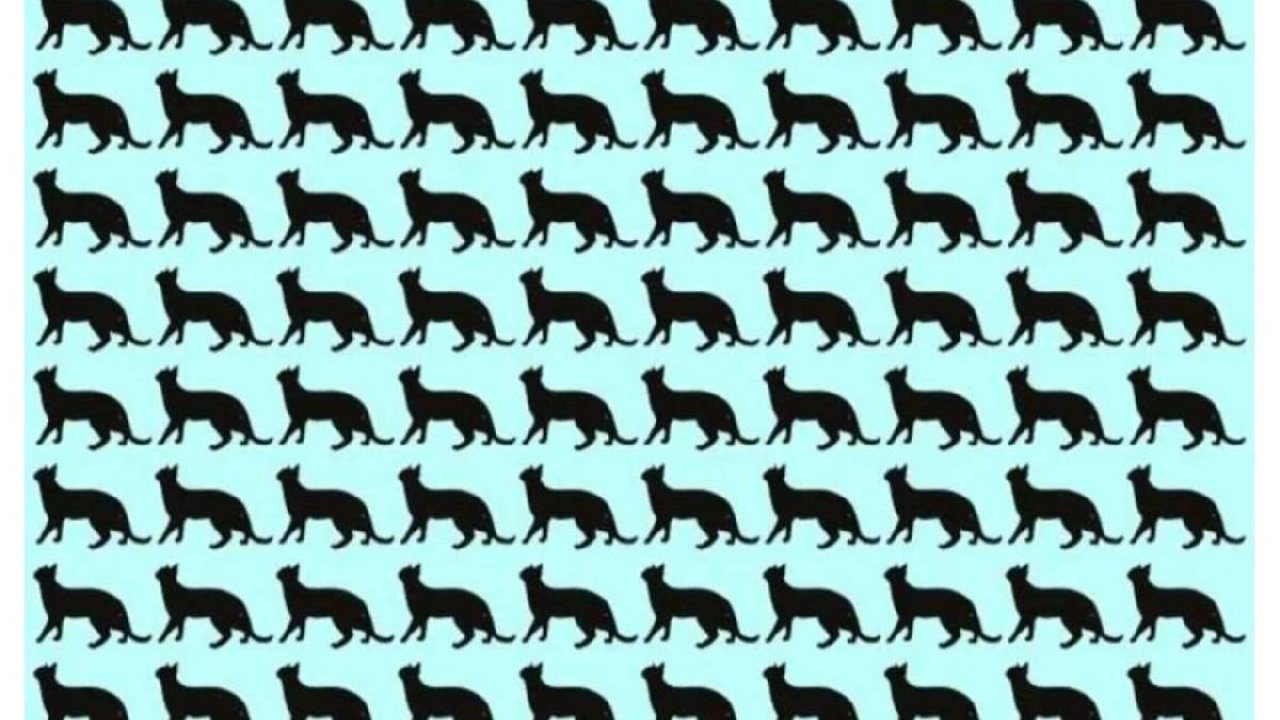 Binlerce kişi denedi! Farklı kediyi 6 saniyede bulanlar parmakla gösteriliyor