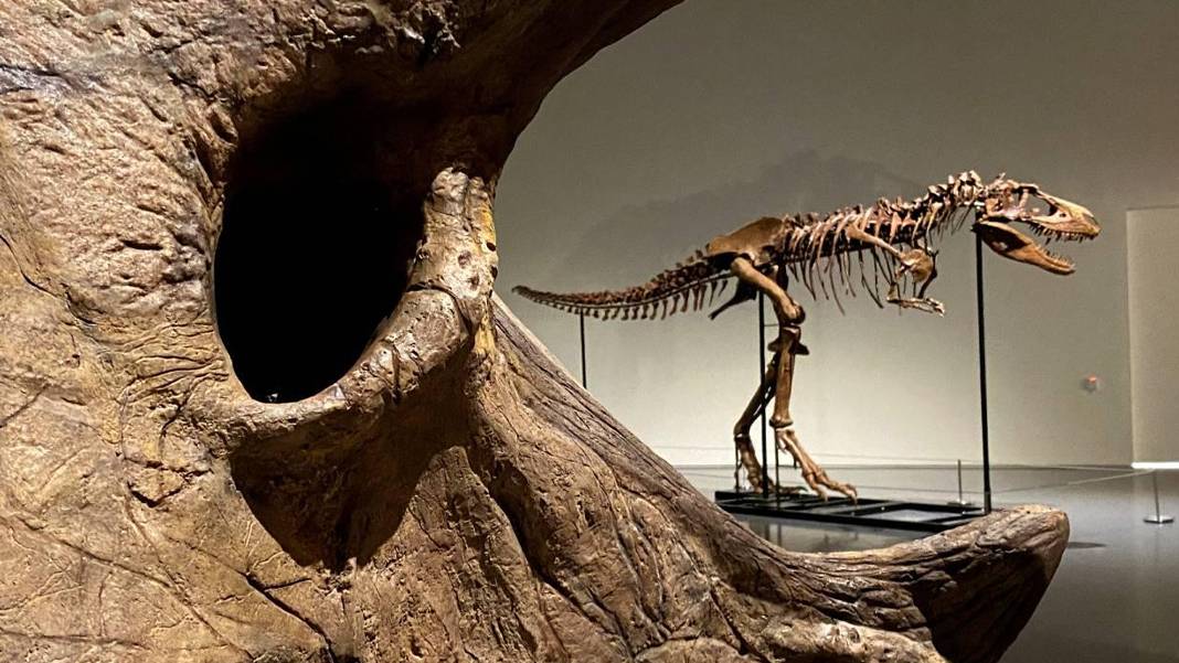 67 milyon yıllık T. rex fosili rekor fiyata satıldı! Bilim dünyası endişeli