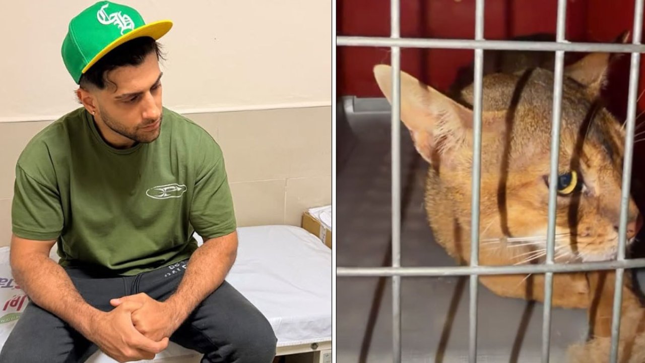Kedi sevmek isterken hastanelik oldu! Reynmen yaşadığı talihsiz olayı anlattı