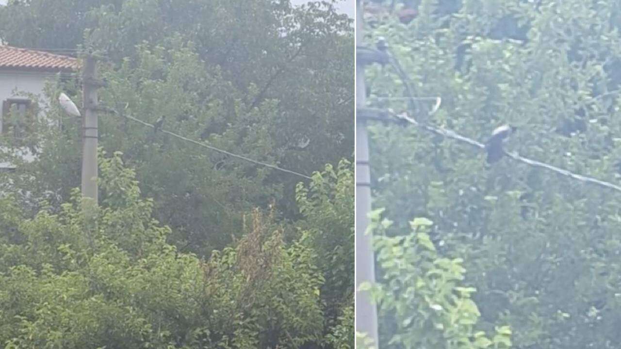 Çevredekiler kulaklarına inanamadı: "Allah" diye bağıran karga duyanları hayrete düşürdü