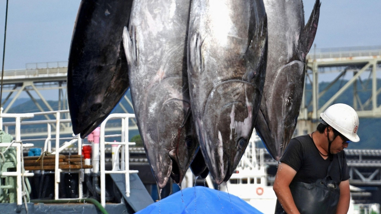 Tam 90 yıl sonra ilk kez yakalandı! 338 kiloluk dev orkinos ortaya çıktı!