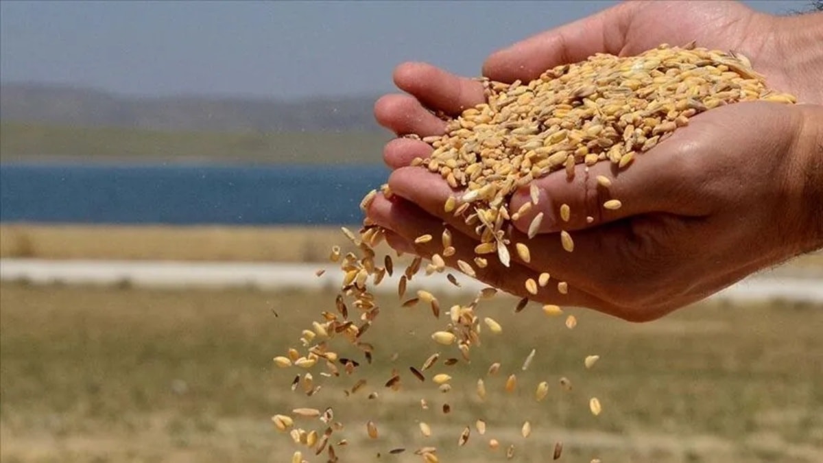 Buğday fiyatları için korkutan senaryo: Ekmekten makarnaya her şeyin fiyatları 3 katına çıkabilir!