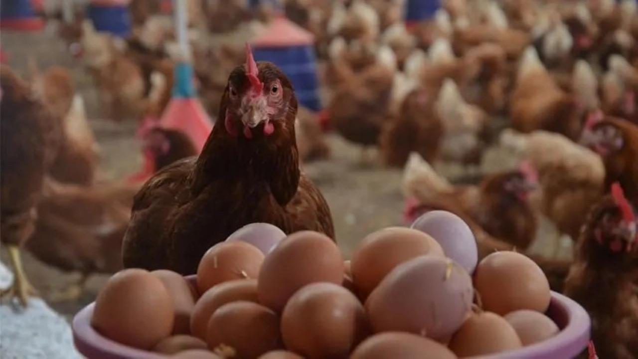 Salmonella alarmı! Yumurtaları yiyen yüzlerce kişi hastalandı, 8 ülkede geri çağırma başladı!
