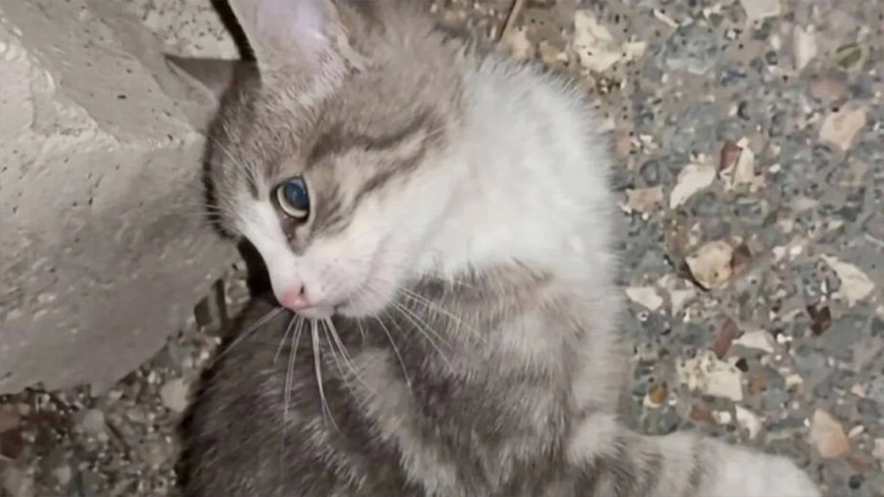 Yavru kediyi işkenceyle öldüren 2 kişi hakkında gözaltı kararı!