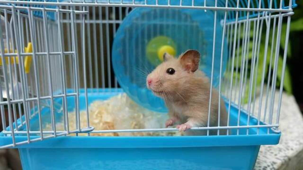 Oteldeki korkunç plan telefonda ortaya çıktı! 50 hamsterın ölümü kaydedilmiş!