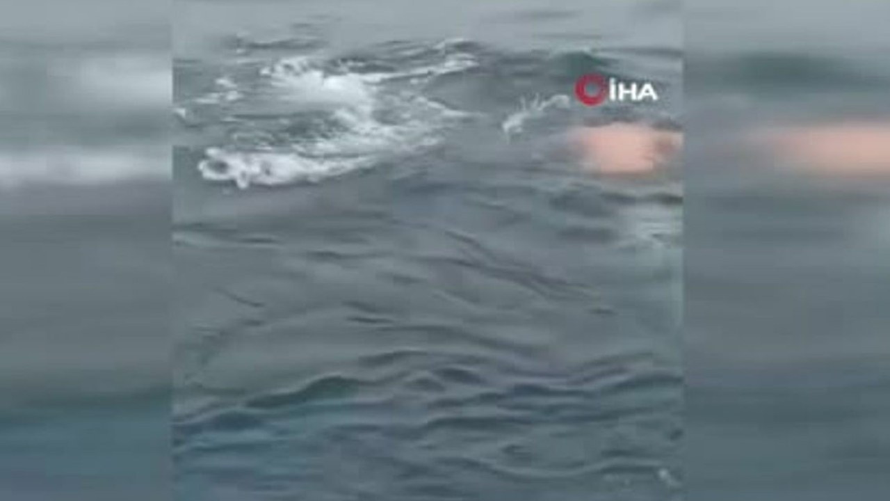 Pasifik Okyanusu'nda bir kişi ağa takılan balinayı kurtardı!