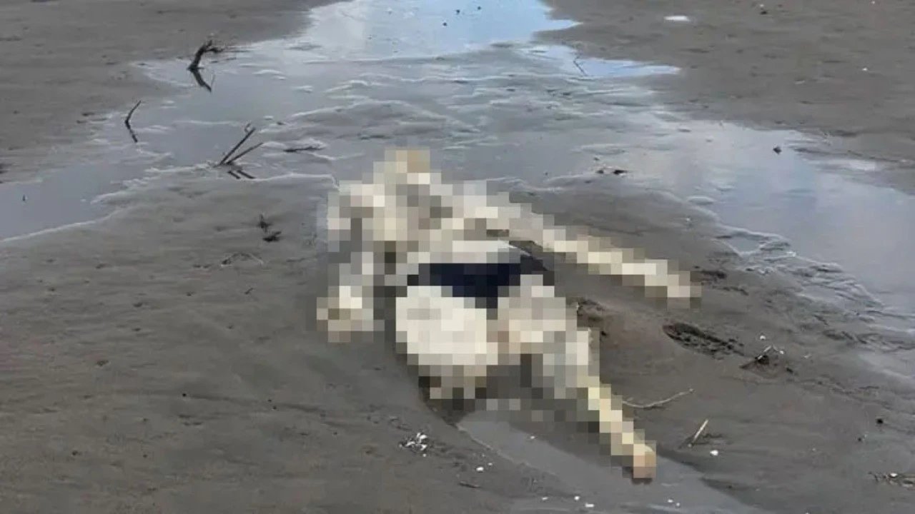 Samsun’da Sahilde Şoke Eden Görüntü! İnsan İskeleti Bulundu!