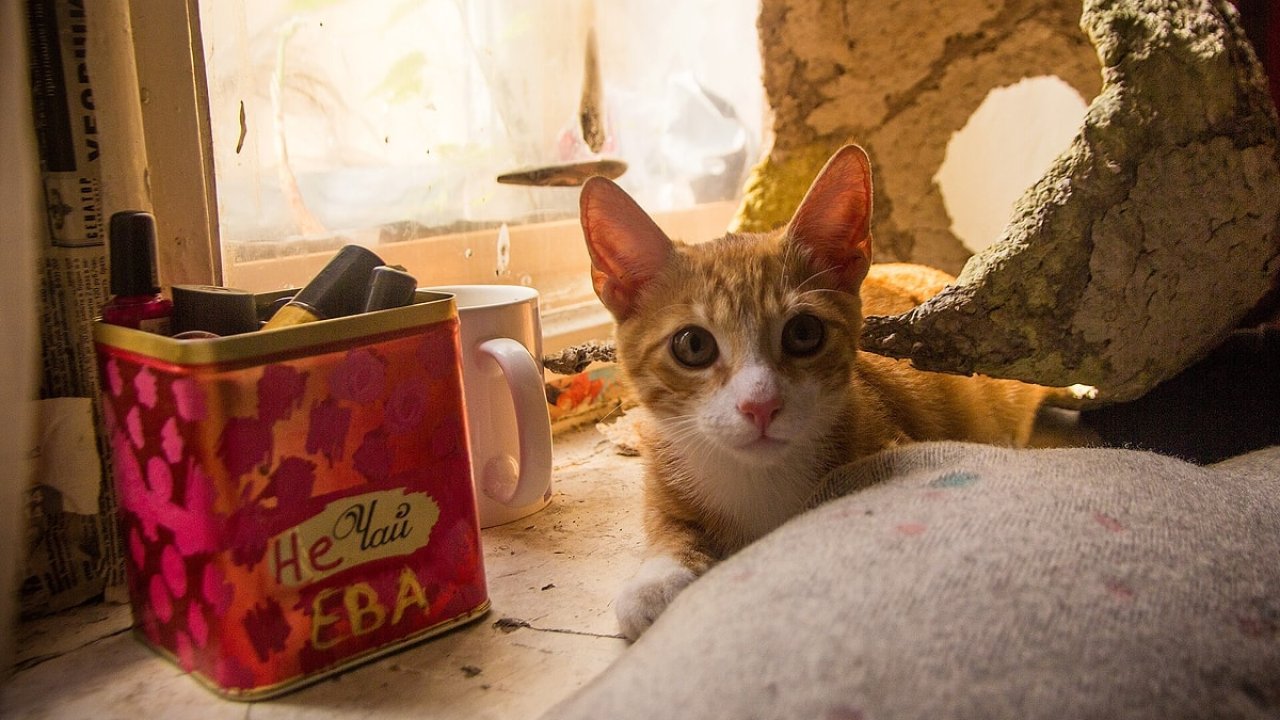 Dünyada Kedi Sevgisinin Zirvesindeki Ülke Belli Oldu! Her 10 Evden 6’sında Var!