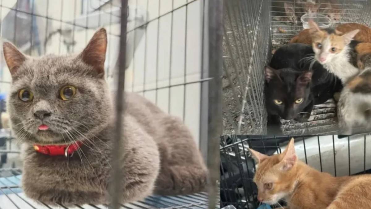 Kedi Eti Çetesine Operasyon! 2 Bin 700 Kedinin Çalındığı Ortaya Çıktı!