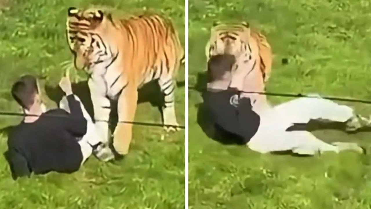 Bengal Kaplanının Bulunduğu Alana Girdi! Hayatını Kaybetti!