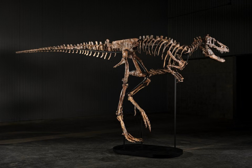 Bahçesinde Dinozor İskeleti Buldu! Değeri 444 Milyon TL’ye Kadar Çıkıyor!