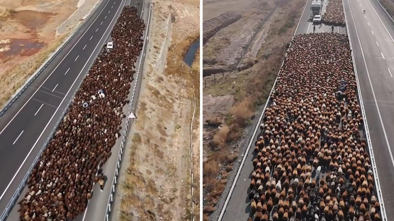 Görüntüler Türkiye’den! Binlerce Koyun Yola Çıktı, Araçlar Geçiş İçin Bekledi!