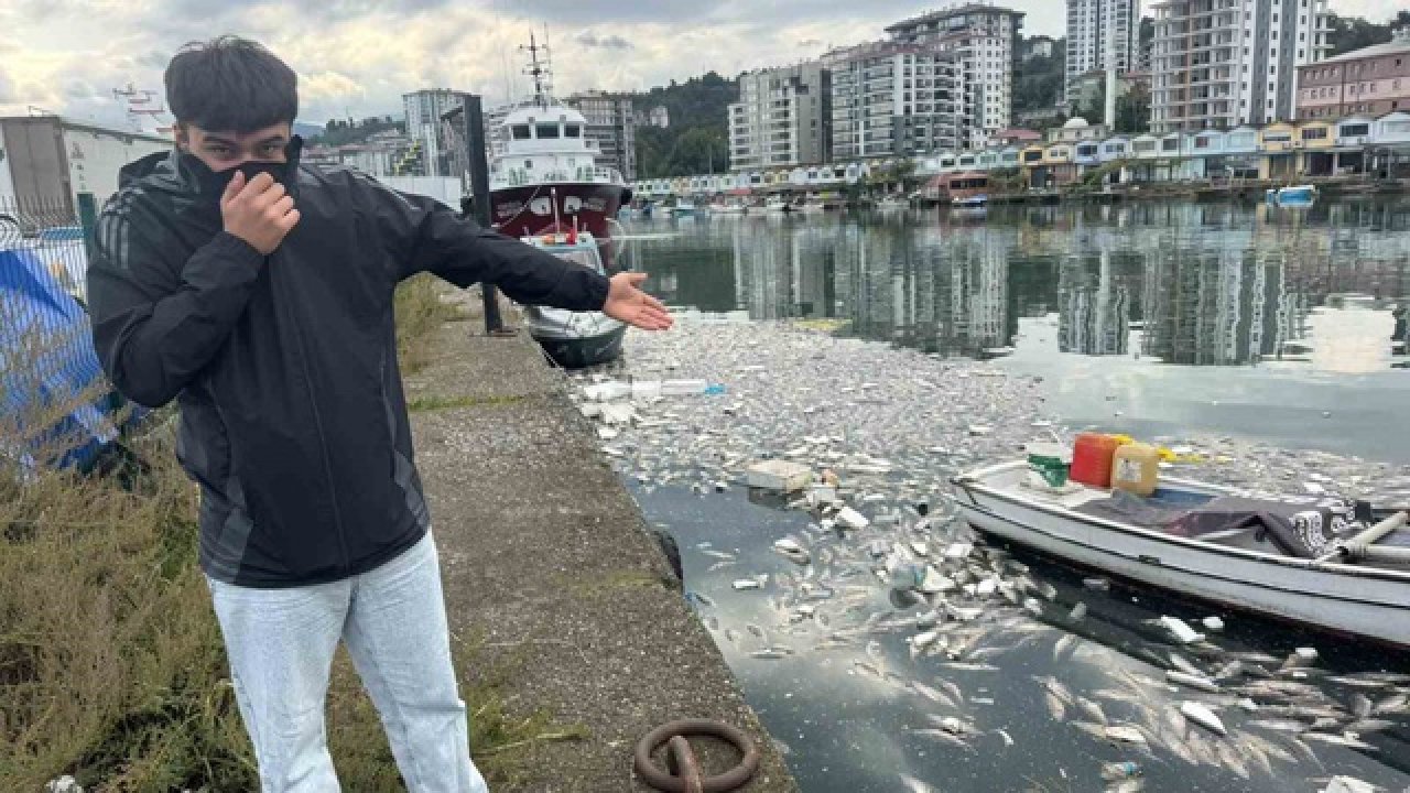 Tonlarca Palamut Denize Döküldü! Limanı Ağır Koku Sardı!