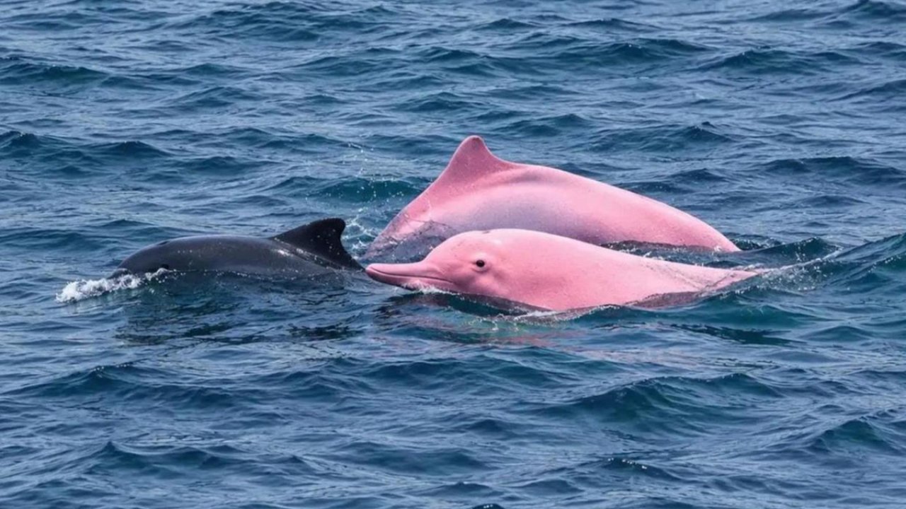 Umman Kıyılarında Nadir Görülen Pembe Yunuslar Ortaya Çıktı! Türleri Merak Uyandırdı!