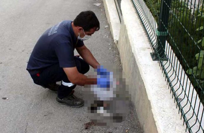 Kırıkkale’de hayvan vahşeti! Yavru kedi kafası ve ön ayakları kopmuş halde bulundu