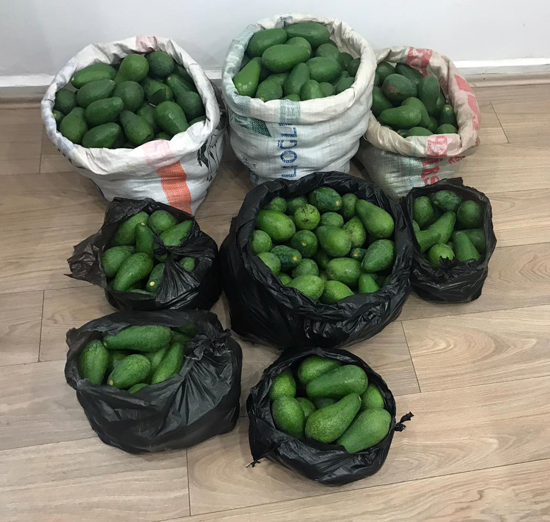 Avokado hırsızları çaldıklarını satamadan yakalandı