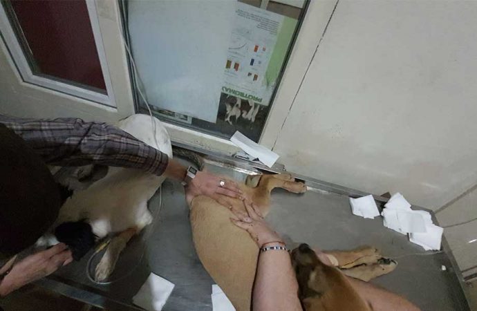Çanakkale’de zehirlenen köpeklerle ilgili son gelişme: Serbest bırakıldılar!