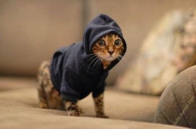 Türkiye'nin yüzde kaçı kedi sahibi? Dünyadaki kedi sahipliği oranları açıklandı...
